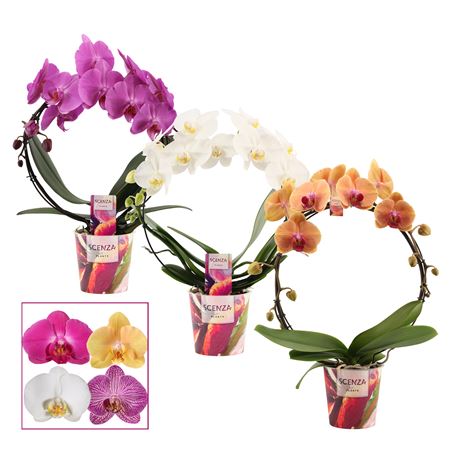Phalaenopsis Boog Mix (scenza)