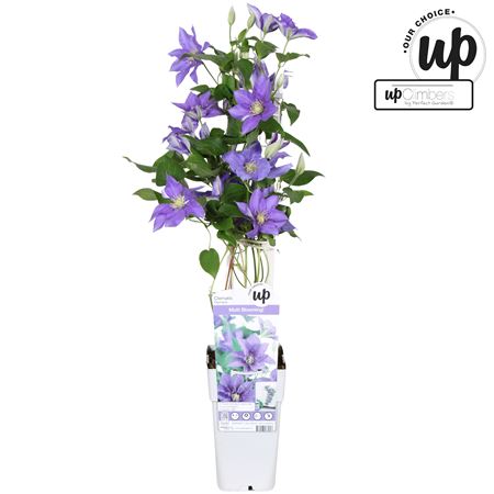 Clematis Olympia
