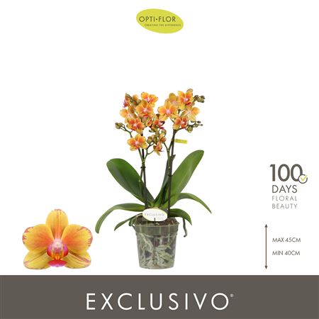 Phal Exclusivo Juno 2 Spike