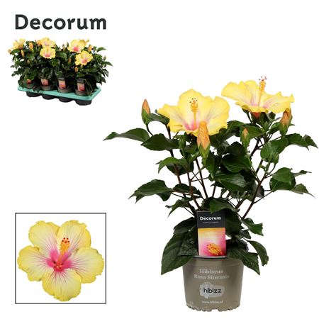 Hibiscus Cocktail Bicolor White/yellow 5+ (decorum