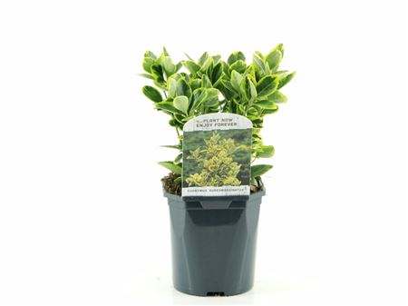 Euonymus Jap Aureomarginatus
