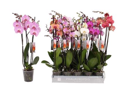 Phal 3st 8 Color Mix 22+ (vijverberg)