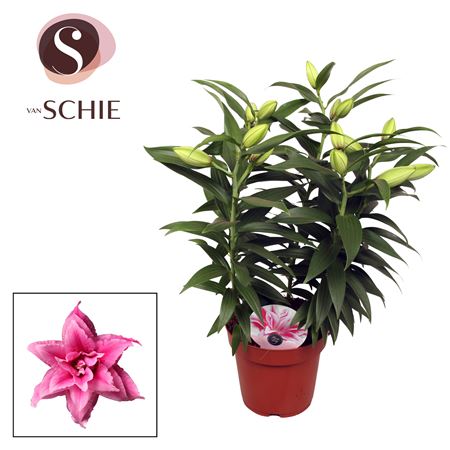 Lilium Or Roselily Esra 4pp