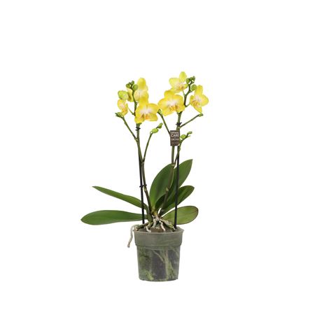 Phal 2st Arezzo