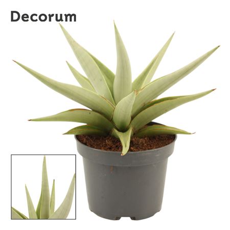 Sansevieria Chanin Crown (decorum)