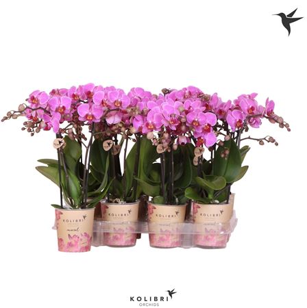 Phal Little Kolibri 2st Violet 22+ (ok)
