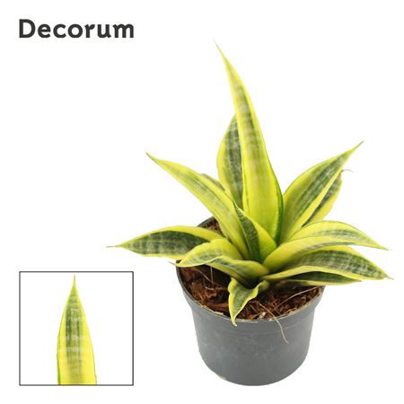 Sansevieria Cordova Variegated 9 Cm (decorum)