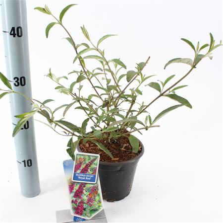 Buddleja Dav Royal Red