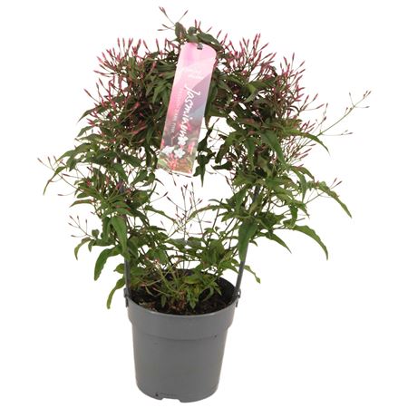 Jasminum Passion Dark Pink Arch 200+