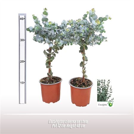 Eucalyptus Cinerea On Stem