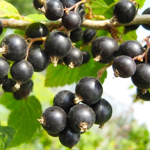 Смородина черная Ядреная в тубе