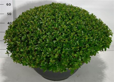 Rhododendron (aj) Hino Crimson