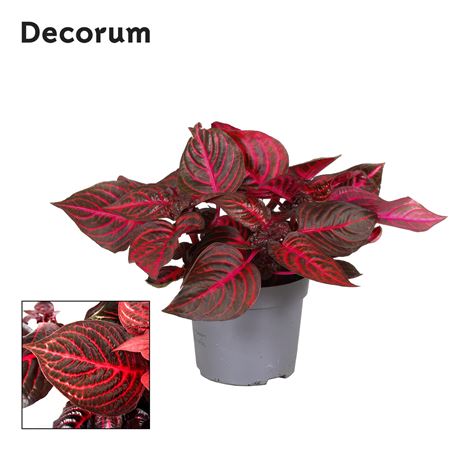 Iresine Herbstii Rich Redstar (decorum)