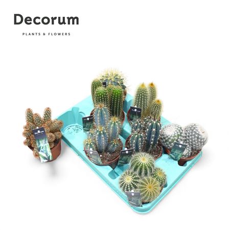 Cactus Mix (decorum)