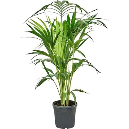 Howea Forsteriana 5pp