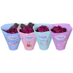 Фиалка красная