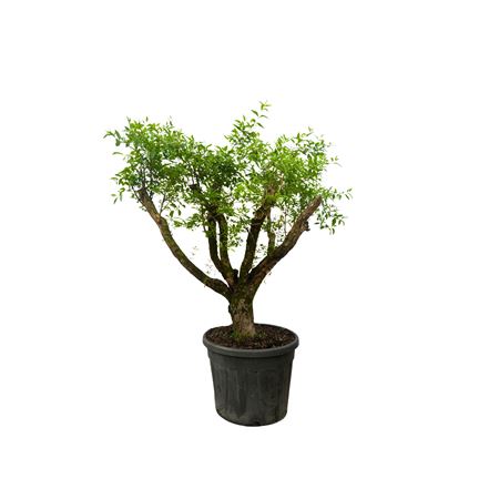 Punica Granatum