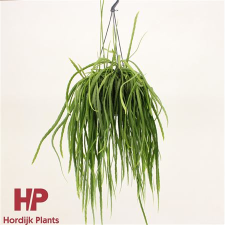 Lepismium Bolivianum Hanging Pot