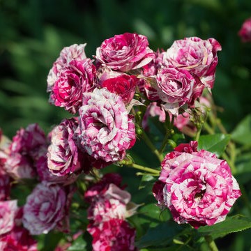 Роза спрей Эрроу Фоллес