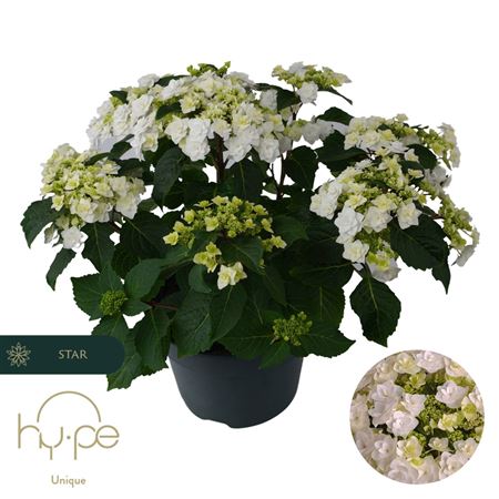 Hydrangea Ma Wedding Gown 10+ (hy-pe)