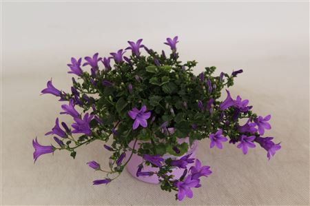 Campanula Licht Paars Portenschlagiana Kosea Karen