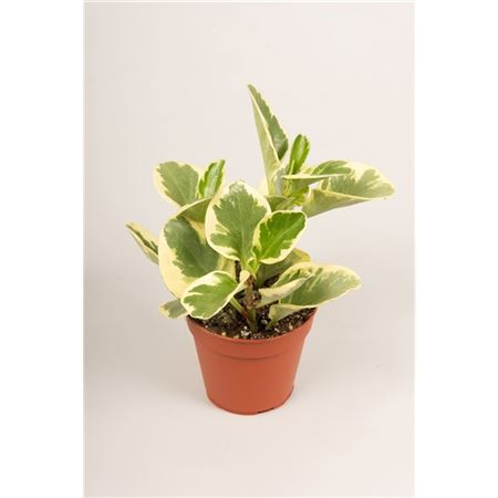 Peperomia Usa