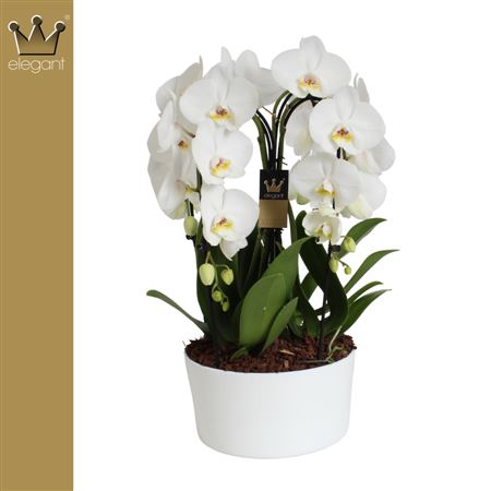 Phal 4st Crown White 55+ (bernard)