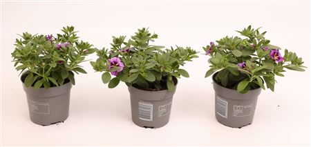 Calibrachoa Cabaret Bumble Bee Blue