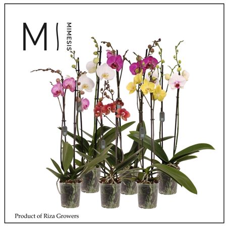 Phal 2st Mix Xxxl (mimesis)