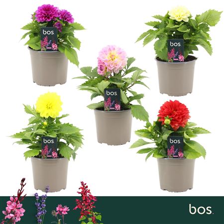 Dahlia Dalina Mix