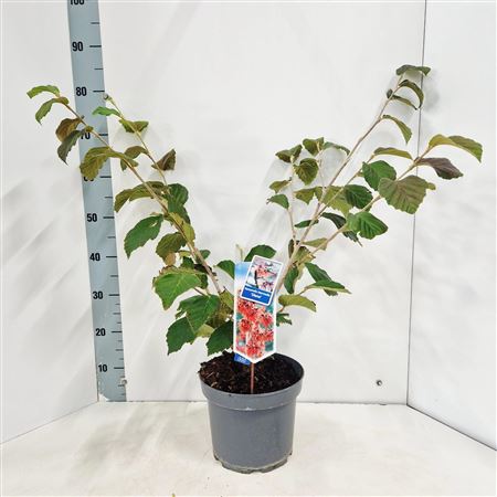 Hamamelis Int Diane