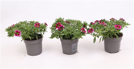 Calibrachoa Cabaret Good Night Kiss