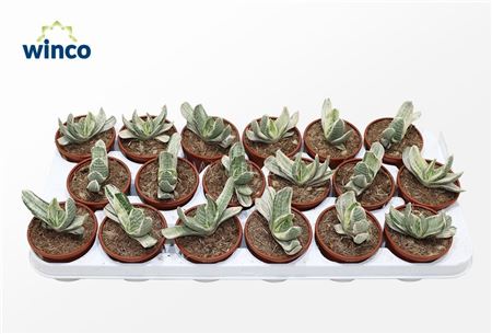 Gasteria Cv. Sakura Fuji White Variegata