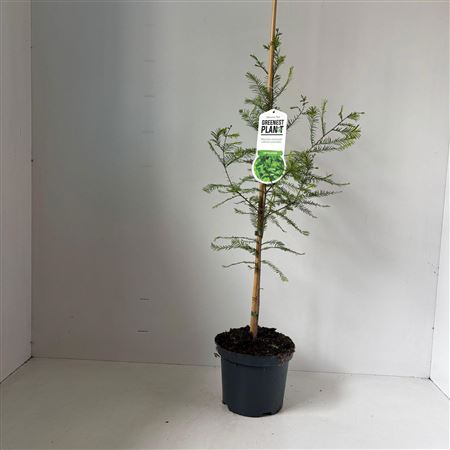 Taxodium Distichum