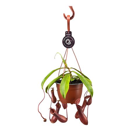 Nepenthes Alata In Hangpot