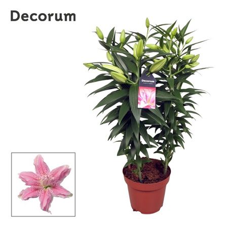 Lilium Or Roselily Azra (decorum)