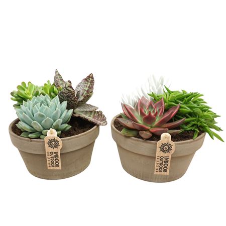 Succulent Arrangement Greybowl