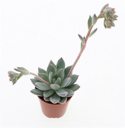 Echeveria Yummie