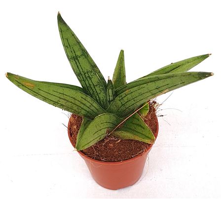 Sansevieria Brave Guy