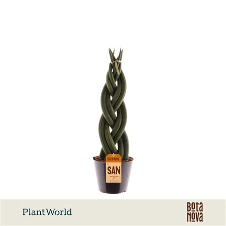 Sansevieria Cylindrica 'twist