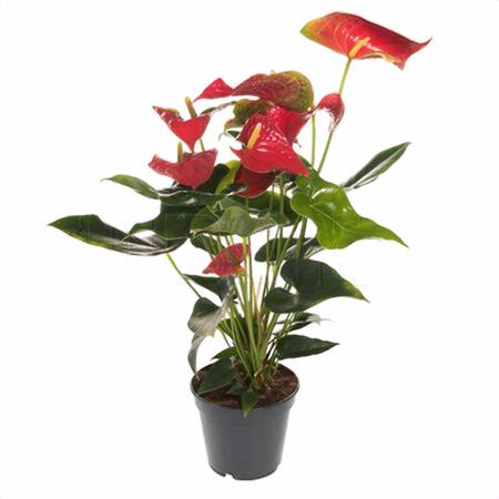 Антуриум андрианум красный