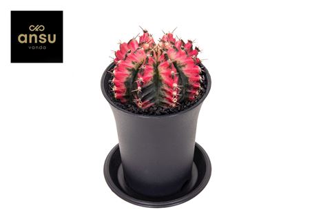 Gymno Cactus Multicolor