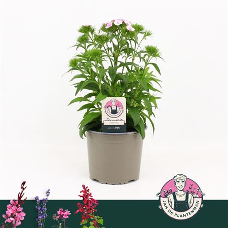 Dianthus Barbatus Dart Pink Magician