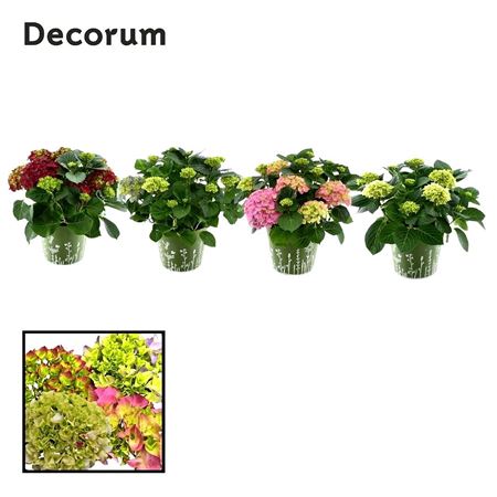 Hydrangea Bol Mix