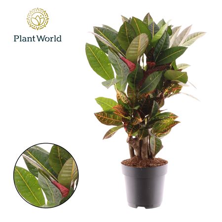 Croton Petra Branched