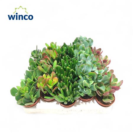Crassula Mix