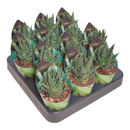 Gasteraloe Thai Tiki Potcover
