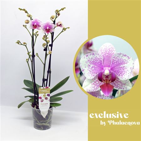 Phal 3st Rotterdam 16+ (phalaenova)