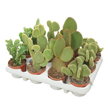Opuntia Mix 8,5 Cm