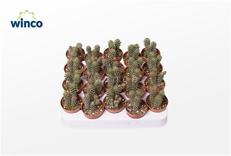 Opuntia Fulgida